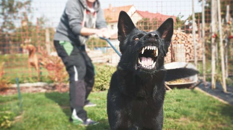 scary dog attack e1528226257765